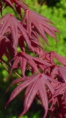 BLOODGOOD Japanese Maple acer palmatum ‘Bloodgood’ 2 - Year Live Tree by Tristar Plants- in ABP Container