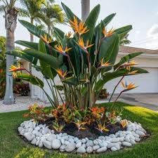 Bird of Paradise - Orange - Strelitzia Reginae. (2 Orange BoP in Cup)
