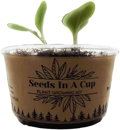 Seeds In A Cup- Tree Growing Kit- Multiple Types of Trees (Pecan)