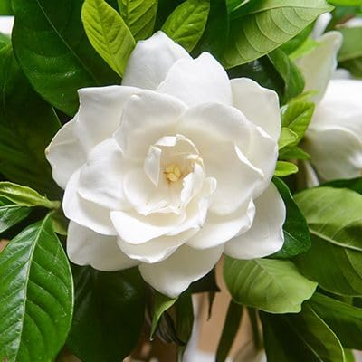 Gardenia Mystery - Gardenia Jasminoides. Hardy Evergreen Shrub with Large, Sweetly Fragrant White Flowers, Ideal for Landscaping and Container Gardening (2 Gardenia Mystery Plants in Cup)