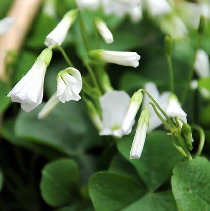 Easy to Grow Oxalis Regnellii Lucky Shamrock 20 Plant Bulbs - Green Foliage & White Flowers in Spring to Summer, Containers Indoor Outdoor Zones 6-10