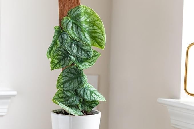 Gardenera Monstera Dubia Potting Mix - Perfectly Formulated for Unique Plant Needs - 4 Quart