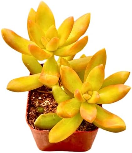 2" Sedum Coppertone Unique Succulents Plants Live, Live Starter Succulent Plants, Easy Care House Plants Rooted in Succulent Soil Mix, by The Succulent Cult