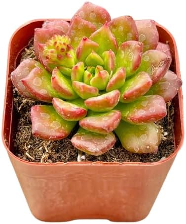 2" Sedeveria Letizia Unique Succulents Plants Live, Live Starter Succulent Plants, Easy Care House Plants Rooted in Succulent Soil Mix, by The Succulent Cult