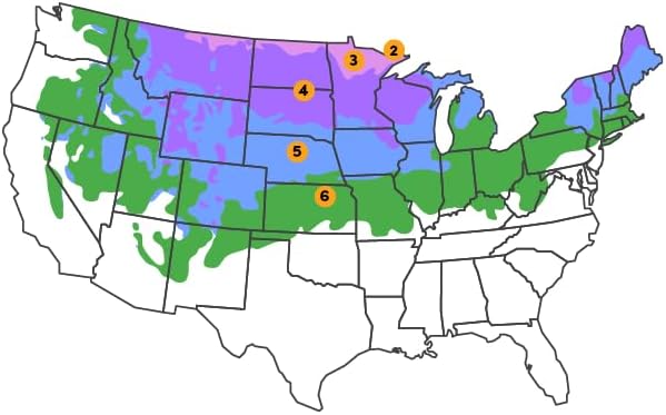 White Spruce Live Tree Seedlings | 6"-12" | Arbor Day Foundation (10-Pack)