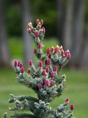 Hoopsii Colorado Blue Spruce - 2 Year Live Plant, Vibrant Blue Foliage, 3" Pot