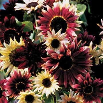 Park Seed Razzmatazz Mix Sunflower Seeds – Exotic Multicolor Blooms in Red, White, and Mahogany Tones, Pollen-Free, Uniform 4–6 Ft Cutting Variety, Easy to Grow, Pack of 25