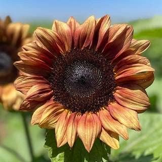 Park Seed ProCut Plum Sunflower Seeds – Muted Plum Blooms with Creamy Tips, Easy to Grow Spring Variety, Ideal for Cottage and Wildlife Gardens, Pack of 50