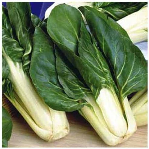 Barese Chard - Delicious and Nutritious - Approximately 175 Seeds