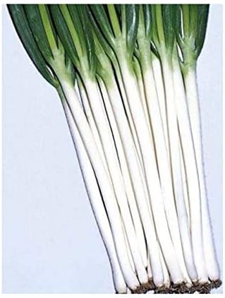 Evergreen White Bunching Onion - Hardy and Will OverWinter