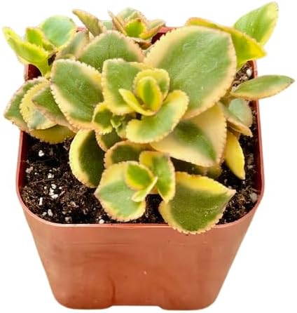 2" Sedum Sunsparkler Lime Unique Succulents Plants Live, Live Starter Succulent Plants, Easy Care House Plants Rooted in Succulent Soil Mix, by The Succulent Cult