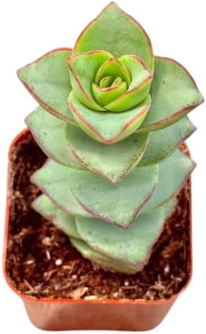 2" Crassula Ivory Towers Unique Succulents Plants Live, Live Starter Succulent Plants, Easy Care House Plants Rooted in Succulent Soil Mix, by The Succulent Cult
