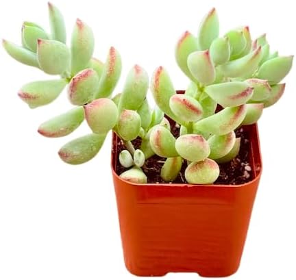 Succulents Plants Live 2" Cotyledon Pendens, Live Mini Succulent Plants, Easy Care House Plants Rooted in Succulent Soil Mix, by The Succulent Cult