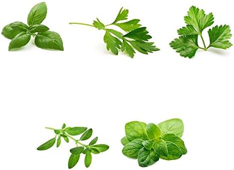 Herb Garden Seeds Collection - 5 Culinary Herb Seeds Pack - Basil, Cilantro, Parsley, Thyme and Oregano Seeds, Heirloom Seeds for Planting