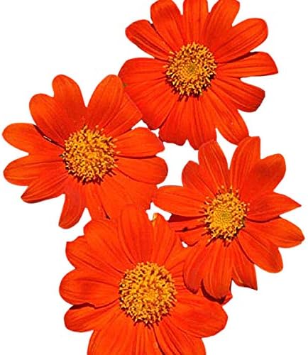 Mexican Sunflower Seeds - Attracts Bees and Butterflies