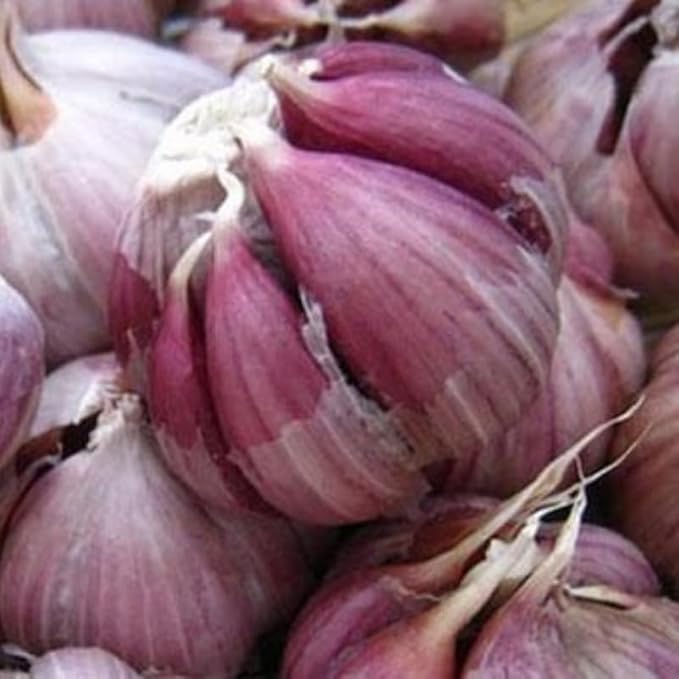 8 Garlic for Planting in Fall Hardneck, Purple Stripe Garlic Bulbs for Planting, Fresh and High Yield Bulb Variety Pack, Hardy and Fast Growing
