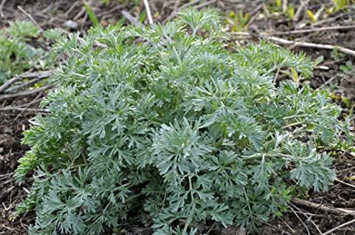 Organic Wormwood Seeds (Artemisia Absinthium) 1000 Seeds (0.1 Grams) - Wormwood, Absinthe, Mingwort, Warmot, Yang-ai Seeds for Planting