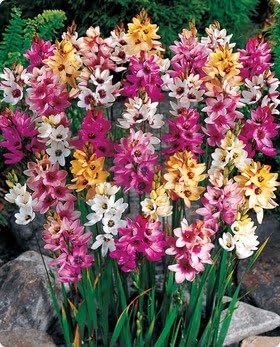 Ixia Mixed 25 bulbs