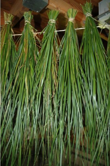 Organic Sweetgrass Live Plant 3" Pot - Vanilla Grass, Buffalo Grass - Native Herb for Smudging, Healing, Spiritual