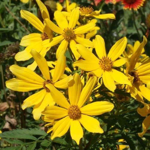 Park Seed Variety of Sunflower Plant Seeds, Easy to Grow, Perfect for Spring Garden, Tickseed, Pack of 75