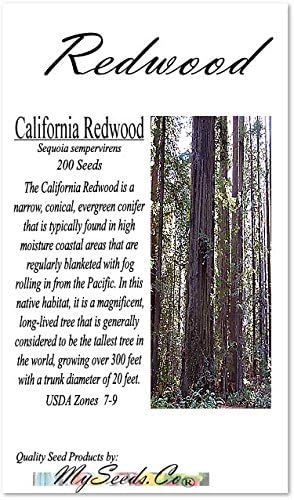 Cedar, Dogwood, Pine, Redwood, Spruce, Tree Seed by MySeeds.Co, You Choose The Color n Quantity (1 Pack, California Redwood - Big Pack)