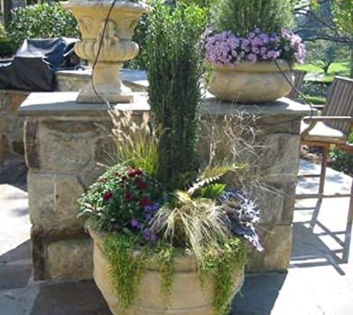 (4) - Sky Pencil Japanese Holly Trees - Live Plant - (1 QT) (4 Live Trees)