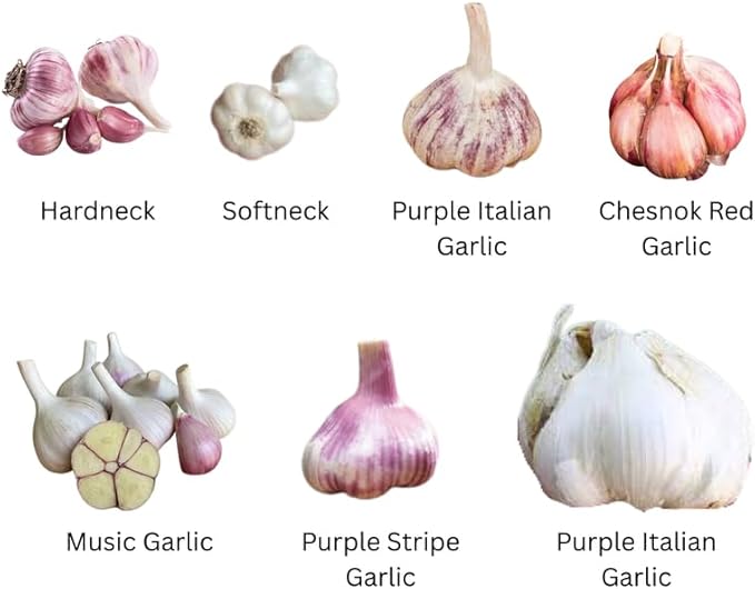 1 Pound Garlic for Planting in Fall Mix Random Softneck Hardneck, 8-10 Assorted Garlic Bulbs for Planting, Fresh and High Yield Bulb Variety Pack, Hardy and Fast Growing