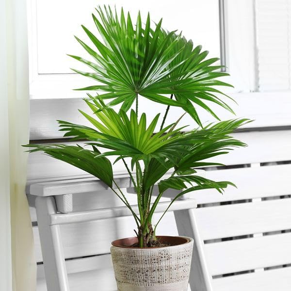 Palm Livistona Seeds – Perennial Fan Palm (Livistona spp.) | Drought-Tolerant, Elegant Ornamental Tree for Landscapes & Containers