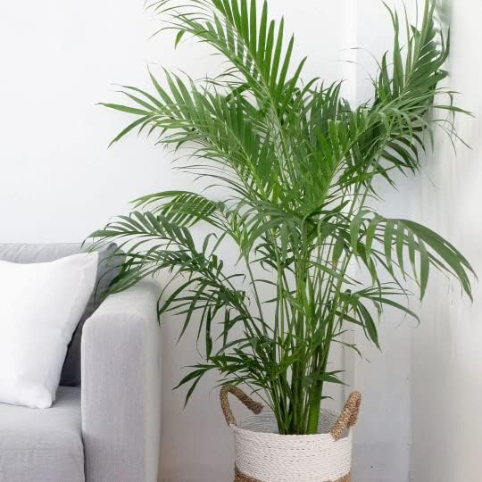 American Plant Exchange Cat Palm – 10-Inch Pot – Live Tropical Houseplant with Feathery Green Fronds, Easy Care Indoor or Outdoor Palm for Home, Office, Patio & Low-Light Décor