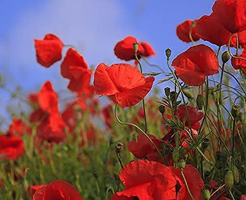 Set of 1000 Flower Seed Packets - Flower Seeds in Bulk - 15 or More Varieties Available - Great for Creating Colorful Gardens (1000)