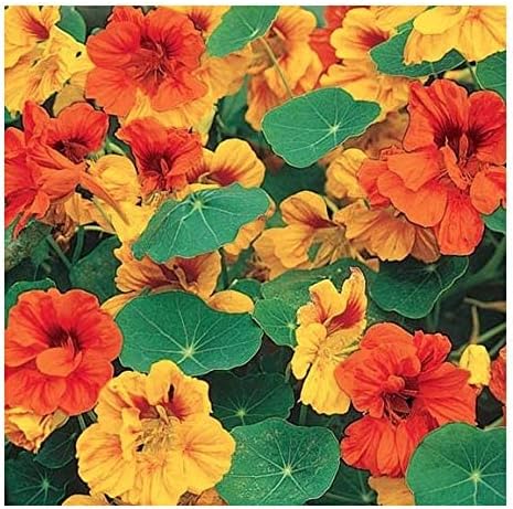Special Sale: Tom Thumb Nasturtiums - Great Ground Cover