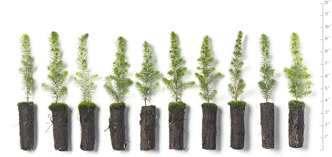 Black Spruce Live Tree Plug Seedlings | 6"-12" | Arbor Day Foundation (10-Pack)
