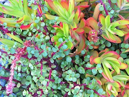 Succulent Soil Mix โ 1 Quart All-Natural Fast-Draining Potting Soil for Succulents, Aloe, Cactus & Indoor Plants โ Resealable Bag โ Ready to Use Gritty Organic Blend for Potted Plants & Small Planters