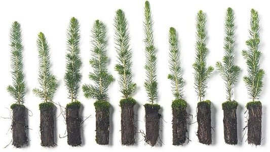 White Spruce Live Tree Seedlings | 6"-12" | Arbor Day Foundation (10-Pack)