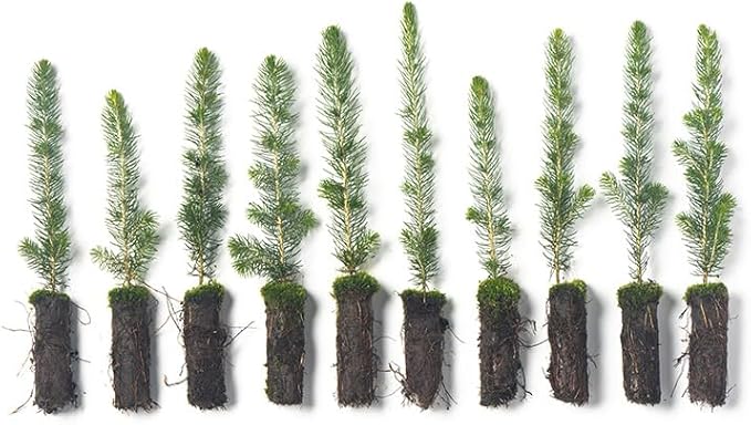 White Spruce Live Tree Seedlings | 6"-12" | Arbor Day Foundation (10-Pack)