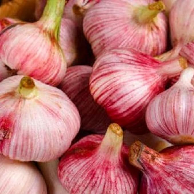 1 Pound Garlic for Planting in Fall Hardneck, 8-10 Red Garlic Bulbs for Planting, Fresh and High Yield Bulb Variety Pack, Hardy and Fast Growing