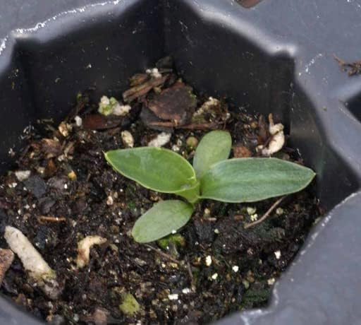 Rattlesnake Master - Tall Grass Prairie Flower - 100 Seeds