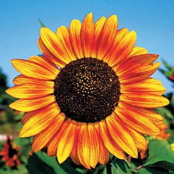 Park Seed Velvet Queen Sunflower Seeds – 8-Inch Multicolor Blooms in Shades of Yellow, Orange, and Red, Easy to Grow Mid-Height Variety for Summer Borders and Bouquets, Pack of 50