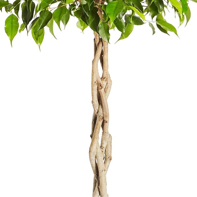 Brighter Blooms - Braided Benjamina Ficus Tree, 3-4 ft. - Live Plant - No Shipping to AZ, OR