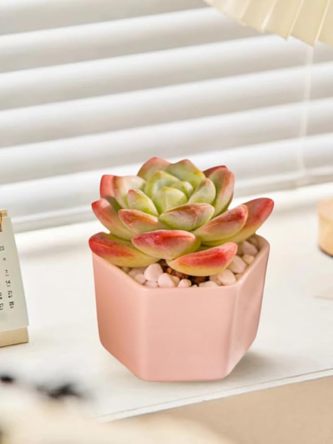 Echeveria Ice Green Rare Live Succulent Plants, Pink 1 Head 3.5" Live Plant, Package Without Pot & Soil, Placement on Garden Indoor Office Desk, Party Baby Shower Decoration, Friend Plant Lovers Gifts