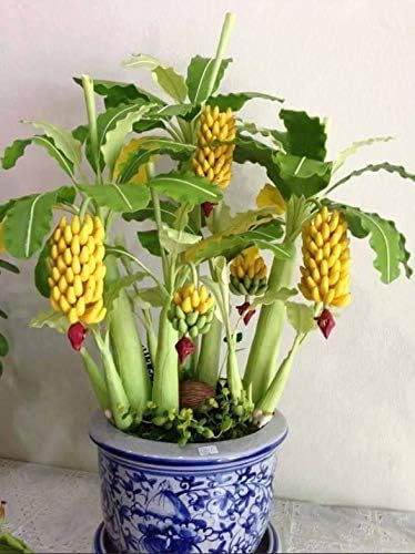 Seeds Ornamental Banana Tree Indoor Dwarf Perennial Flowers Non GMO