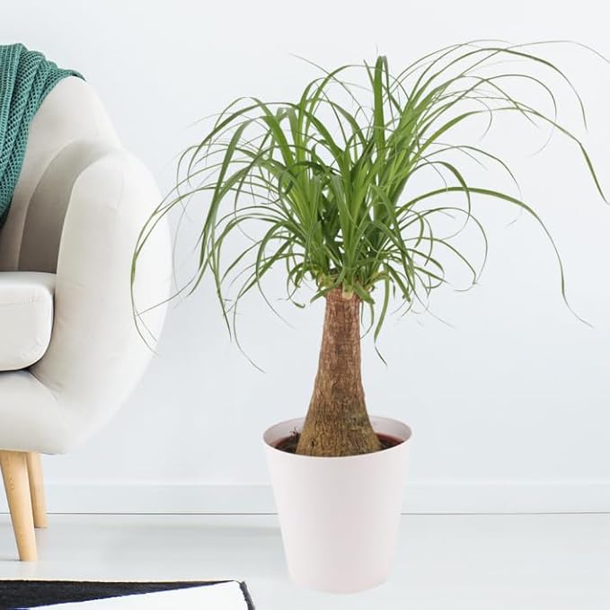 Gardenera Nolina Potting Mix - Unlock Robust Growth and Striking Structure with Our High-Performance Formula - 20 Quart