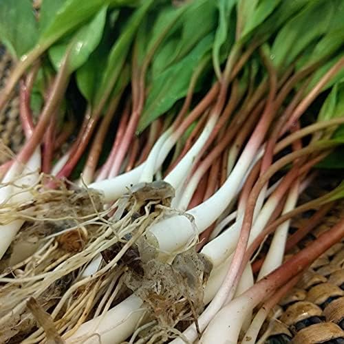 Ramp,Wild Leek Seeds 100 Seeds, (Allium tricoccum VAR. burkickii) Also Known as Narrow Leaf ramps Perennial
