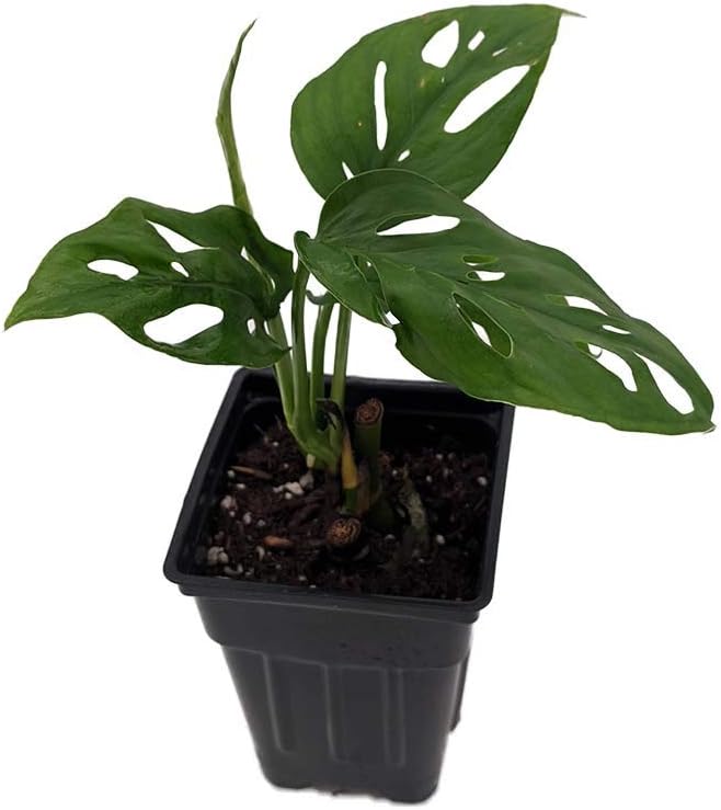 Swiss Cheese Plant - Monstera adansonii - 2.5" Pot