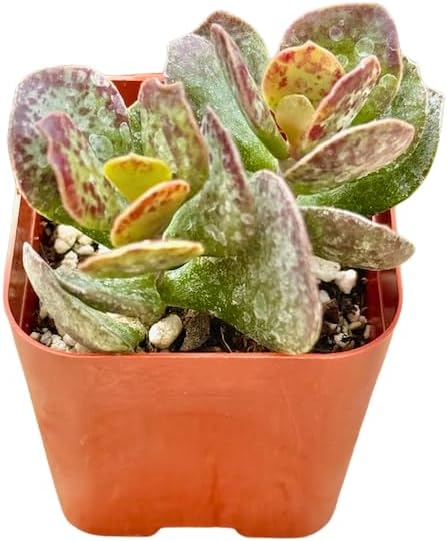 2" Adromischus Maculatus Unique Succulents Plants Live, Live Starter Succulent Plants, Easy Care House Plants Rooted in Succulent Soil Mix, by The Succulent Cult