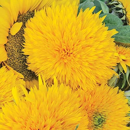 Park Seed Giant Teddy Bear Sunflower Seeds – 8-Inch Fluffy Double Blooms, Easy to Grow Spring Variety, Great for Cutting and Pollinator Gardens, Pack of 50