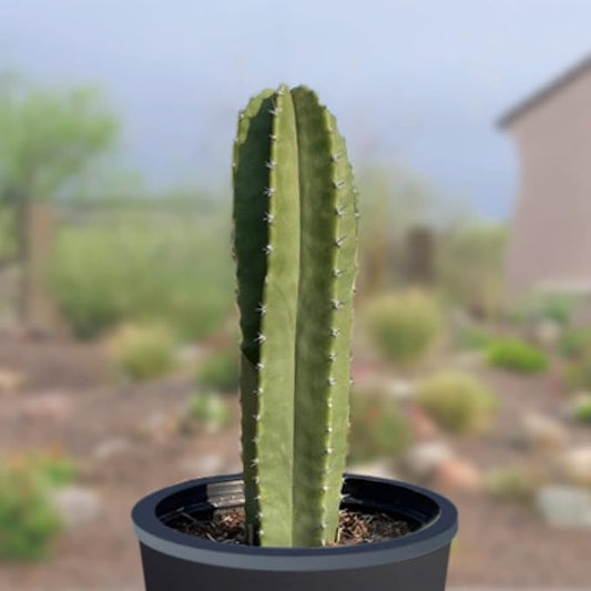 Cactus Outlet - Senita Live Cactus, Cactus Plants Live, Live Plants Indoor & Outdoor Use 36”+ - Large Live Cactus - Landscape Ready Large Cactus Plant Live Delivered Right to Your Door