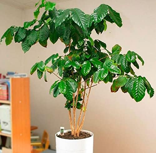 Arabian Coffee Tree Seeds – Coffea Arabica | Evergreen Perennial | Fragrant Blooms & Homegrown Coffee Beans