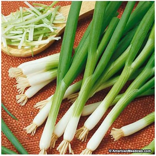 Evergreen White Bunching Onion - Hardy and Will OverWinter