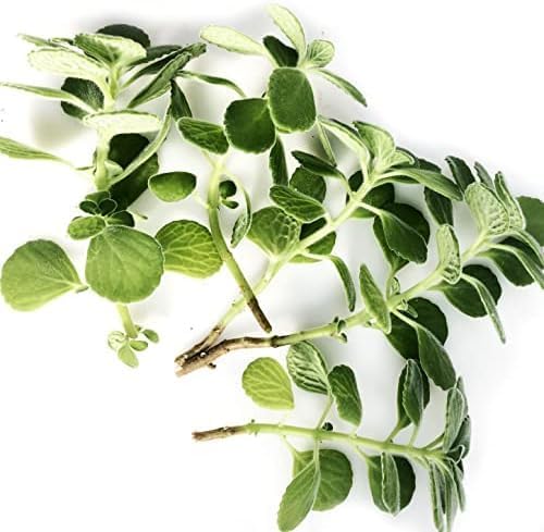 Smoke Camp Crafts Plectranthus tomentosa Cuttings - 5, 10 or 25 ea (25)